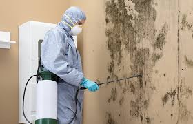 Environmental Consulting for Mold Prevention in Cheval, FL